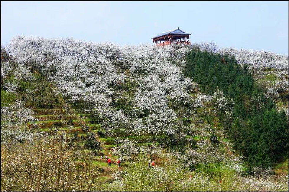 【春天，广西桂林灌阳县向您发出邀请！】我们在灌阳看梨花 - 游山玩水 - 宿迁生活社区 - 宿迁28生活网 suqian.28life.net