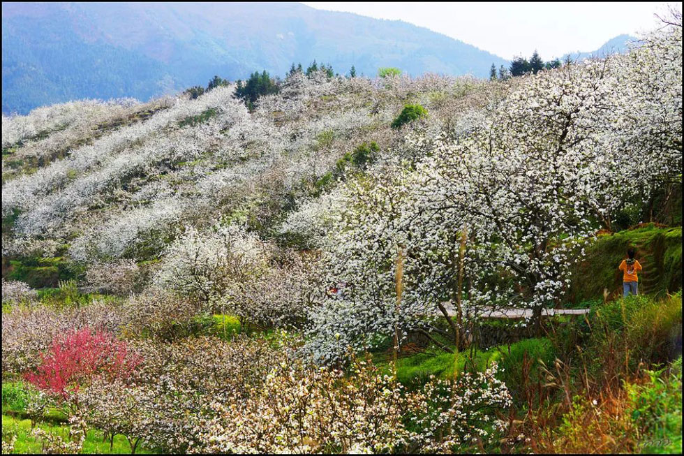 【春天，广西桂林灌阳县向您发出邀请！】我们在灌阳看梨花 - 游山玩水 - 宿迁生活社区 - 宿迁28生活网 suqian.28life.net