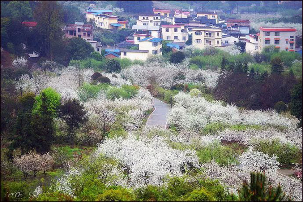 【春天，广西桂林灌阳县向您发出邀请！】我们在灌阳看梨花 - 游山玩水 - 宿迁生活社区 - 宿迁28生活网 suqian.28life.net