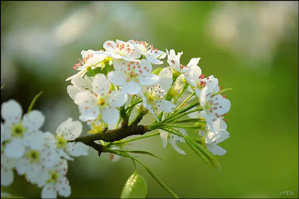 【春天，广西桂林灌阳县向您发出邀请！】我们在灌阳看梨花 - 游山玩水 - 宿迁生活社区 - 宿迁28生活网 suqian.28life.net