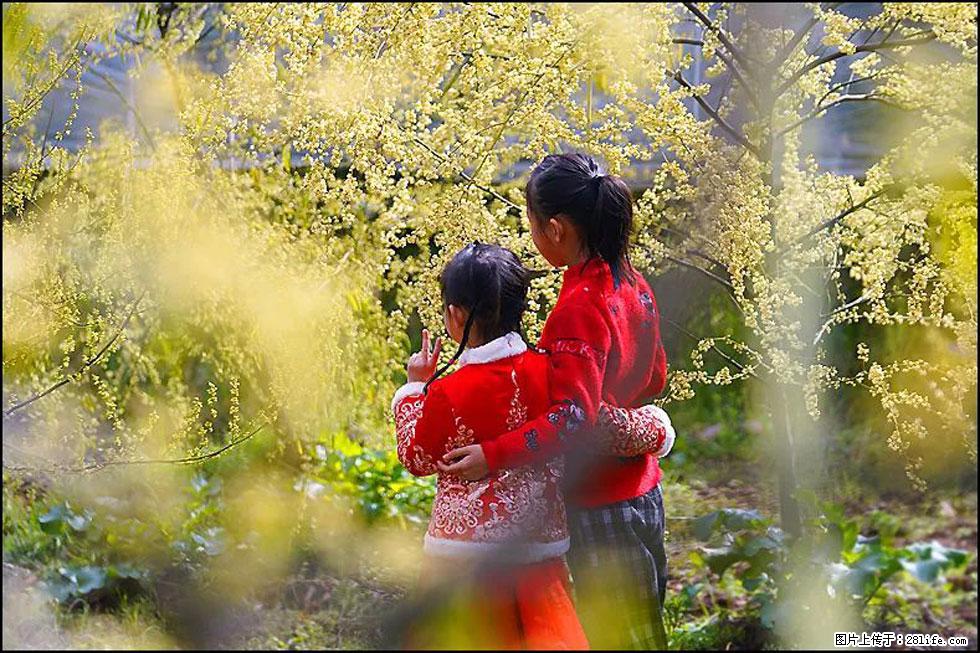 【春天，广西桂林灌阳县向您发出邀请！】米珠山前有片山苍子花在飘香 - 游山玩水 - 宿迁生活社区 - 宿迁28生活网 suqian.28life.net