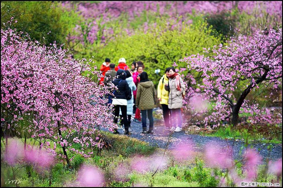 【春天，广西桂林灌阳县向您发出邀请！】官庄村有个醉美的桃花园 - 游山玩水 - 宿迁生活社区 - 宿迁28生活网 suqian.28life.net