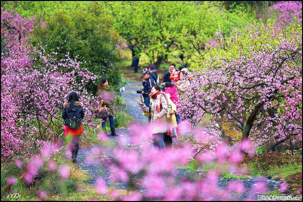 【春天，广西桂林灌阳县向您发出邀请！】官庄村有个醉美的桃花园 - 游山玩水 - 宿迁生活社区 - 宿迁28生活网 suqian.28life.net