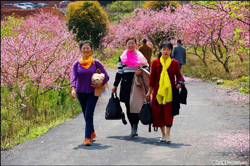 【春天，广西桂林灌阳县向您发出邀请！】官庄村有个醉美的桃花园 - 游山玩水 - 宿迁生活社区 - 宿迁28生活网 suqian.28life.net