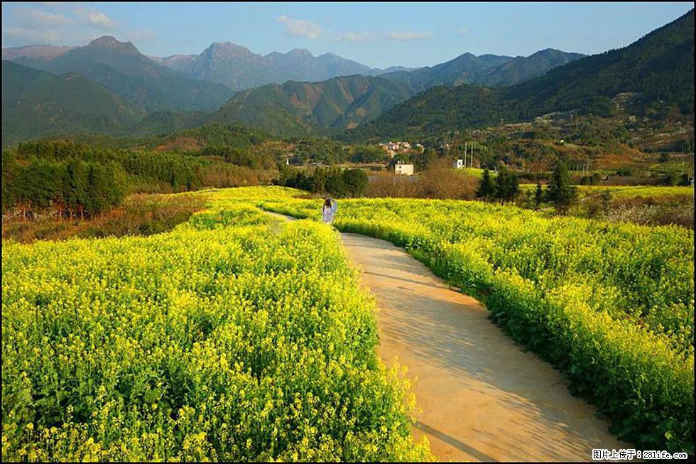 【春天，广西桂林灌阳县向您发出邀请！】长坪村油菜盛情花开 - 游山玩水 - 宿迁生活社区 - 宿迁28生活网 suqian.28life.net
