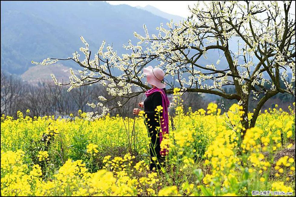 【春天，广西桂林灌阳县向您发出邀请！】长坪村油菜盛情花开 - 游山玩水 - 宿迁生活社区 - 宿迁28生活网 suqian.28life.net