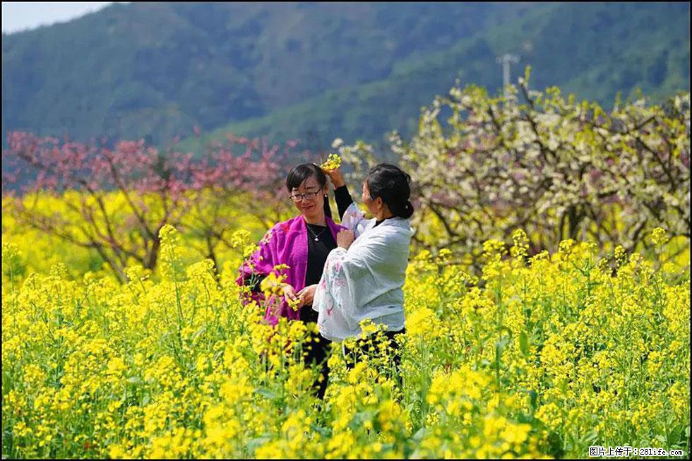 【春天，广西桂林灌阳县向您发出邀请！】长坪村油菜盛情花开 - 游山玩水 - 宿迁生活社区 - 宿迁28生活网 suqian.28life.net
