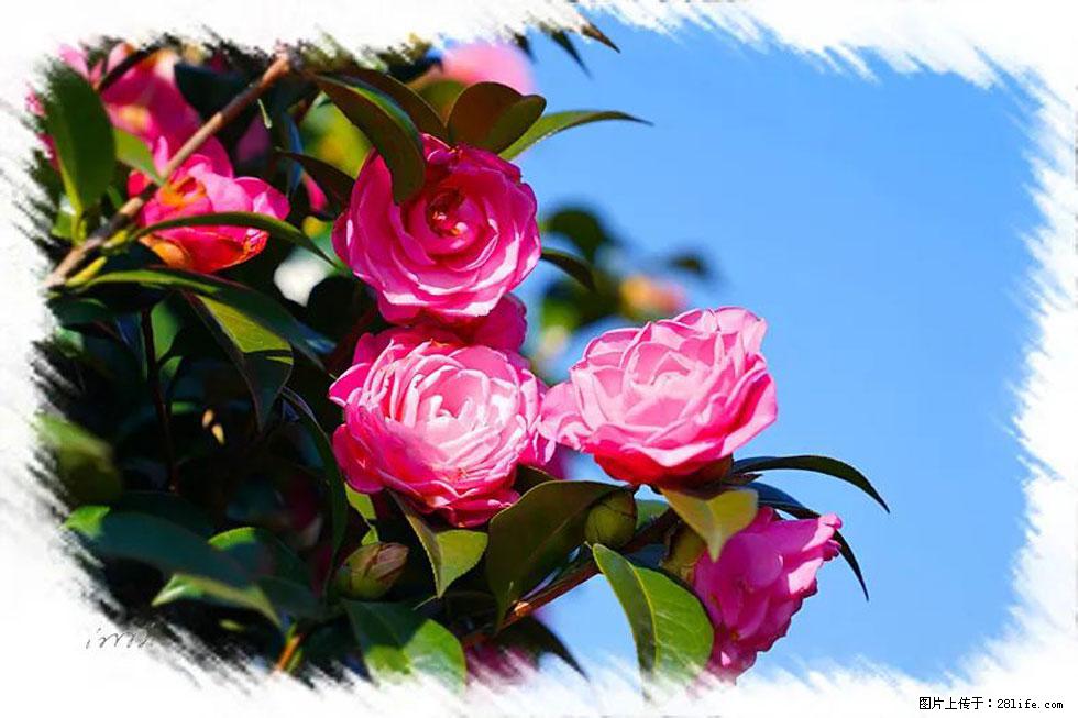 【春天，广西桂林灌阳县向您发出邀请！】杨柳井茶花惹人爱 - 游山玩水 - 宿迁生活社区 - 宿迁28生活网 suqian.28life.net