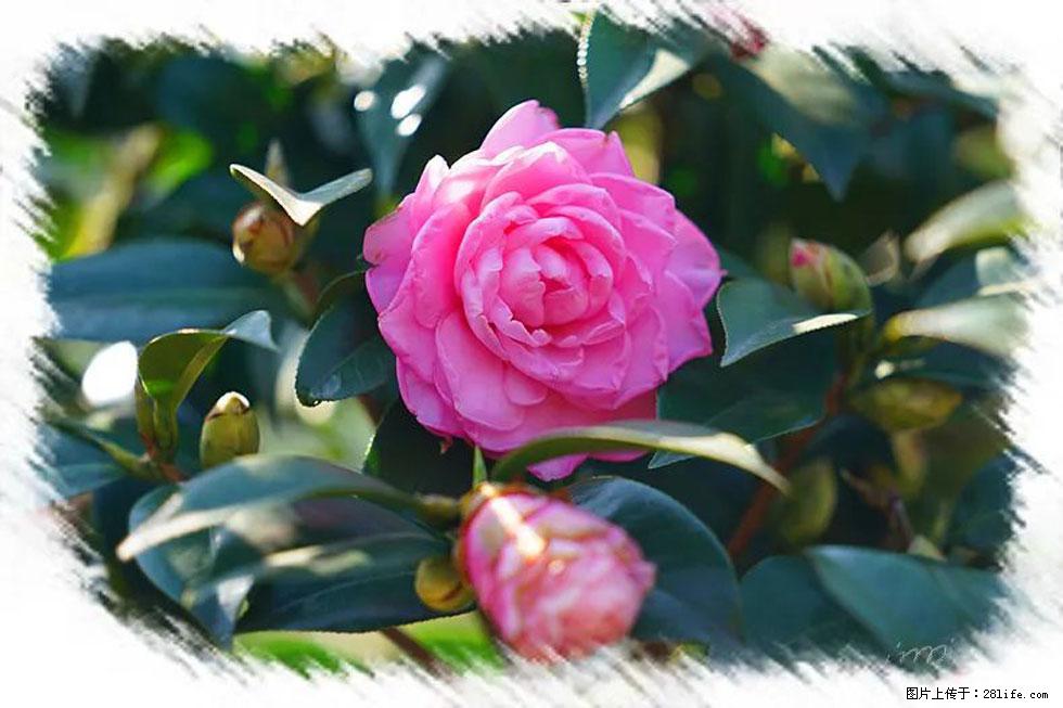 【春天，广西桂林灌阳县向您发出邀请！】杨柳井茶花惹人爱 - 游山玩水 - 宿迁生活社区 - 宿迁28生活网 suqian.28life.net