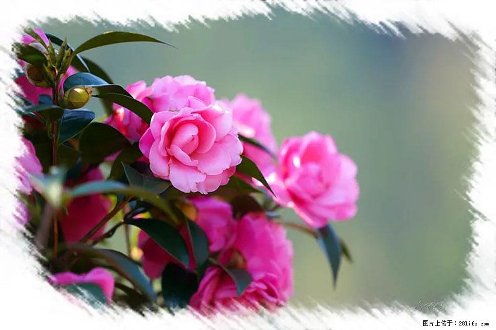 【春天，广西桂林灌阳县向您发出邀请！】杨柳井茶花惹人爱 - 游山玩水 - 宿迁生活社区 - 宿迁28生活网 suqian.28life.net