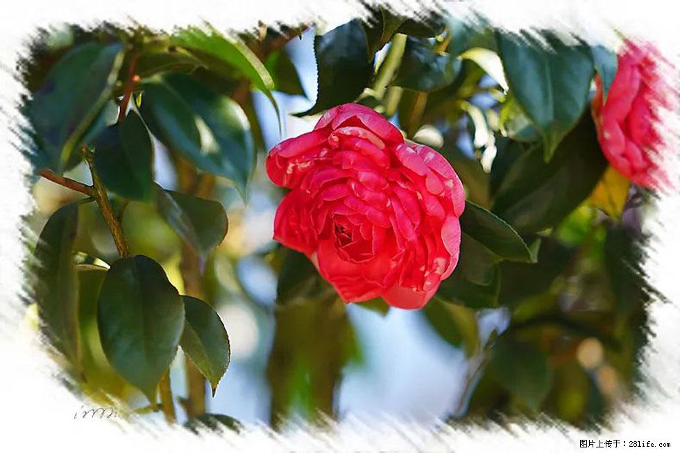 【春天，广西桂林灌阳县向您发出邀请！】杨柳井茶花惹人爱 - 游山玩水 - 宿迁生活社区 - 宿迁28生活网 suqian.28life.net