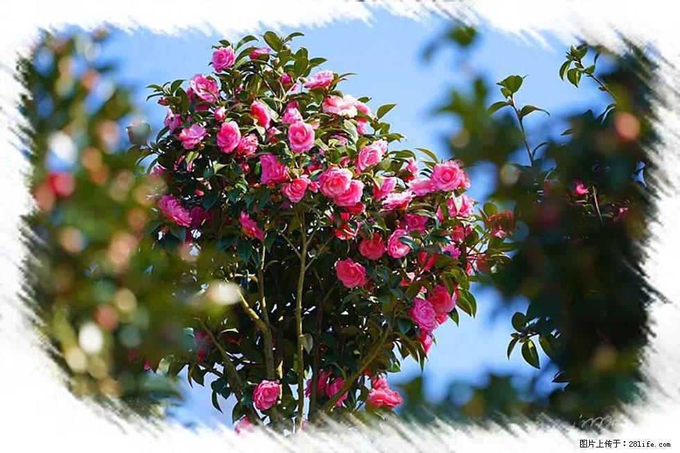 【春天，广西桂林灌阳县向您发出邀请！】杨柳井茶花惹人爱 - 游山玩水 - 宿迁生活社区 - 宿迁28生活网 suqian.28life.net