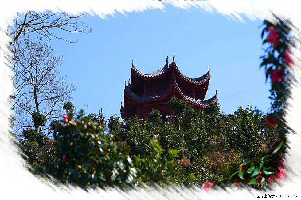 【春天，广西桂林灌阳县向您发出邀请！】杨柳井茶花惹人爱 - 游山玩水 - 宿迁生活社区 - 宿迁28生活网 suqian.28life.net