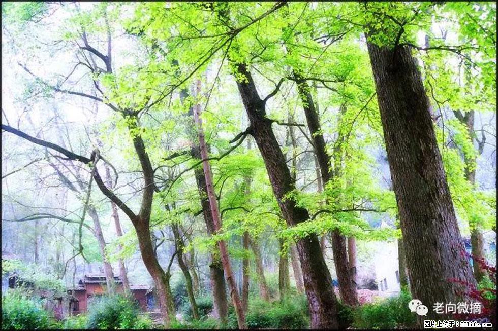 【春天，广西桂林灌阳县向您发出邀请！】在小龙村与春天约会 - 游山玩水 - 宿迁生活社区 - 宿迁28生活网 suqian.28life.net