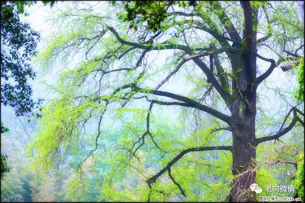 【春天，广西桂林灌阳县向您发出邀请！】在小龙村与春天约会 - 游山玩水 - 宿迁生活社区 - 宿迁28生活网 suqian.28life.net
