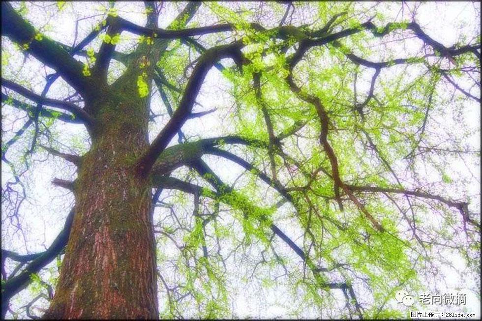 【春天，广西桂林灌阳县向您发出邀请！】在小龙村与春天约会 - 游山玩水 - 宿迁生活社区 - 宿迁28生活网 suqian.28life.net