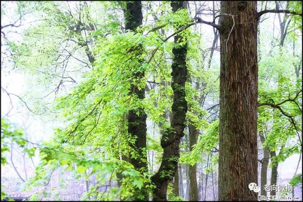 【春天，广西桂林灌阳县向您发出邀请！】在小龙村与春天约会 - 游山玩水 - 宿迁生活社区 - 宿迁28生活网 suqian.28life.net
