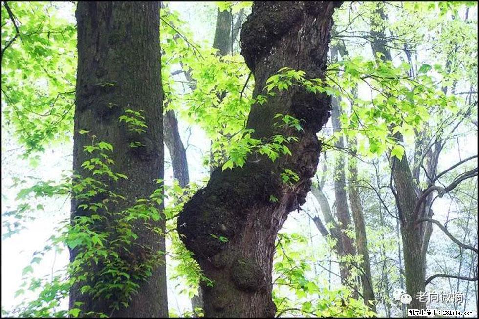 【春天，广西桂林灌阳县向您发出邀请！】在小龙村与春天约会 - 游山玩水 - 宿迁生活社区 - 宿迁28生活网 suqian.28life.net