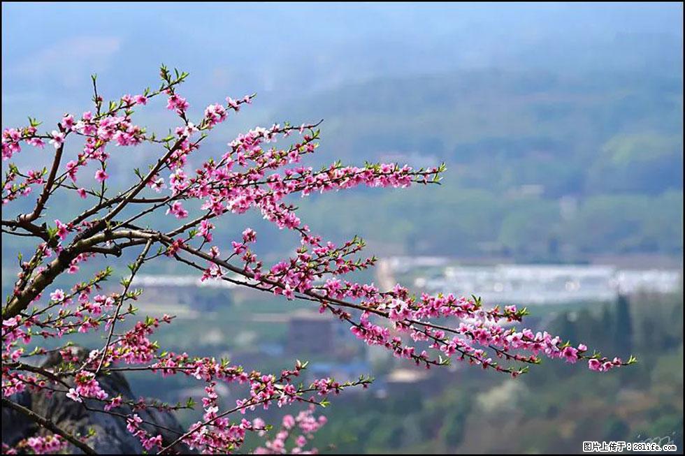 【春天，广西桂林灌阳县向您发出邀请！】望月岭上桃花开 - 游山玩水 - 宿迁生活社区 - 宿迁28生活网 suqian.28life.net