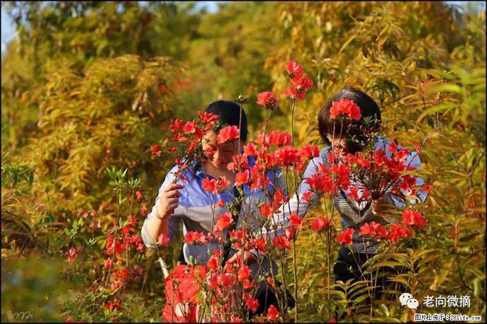 【春天，广西桂林灌阳县向您发出邀请！】登麒麟山，相约映山红 - 游山玩水 - 宿迁生活社区 - 宿迁28生活网 suqian.28life.net