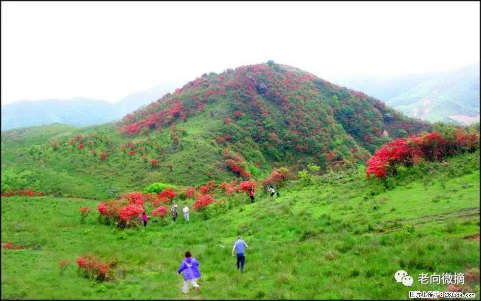 【春天，广西桂林灌阳县向您发出邀请！】宝盖山上映山红 - 游山玩水 - 宿迁生活社区 - 宿迁28生活网 suqian.28life.net