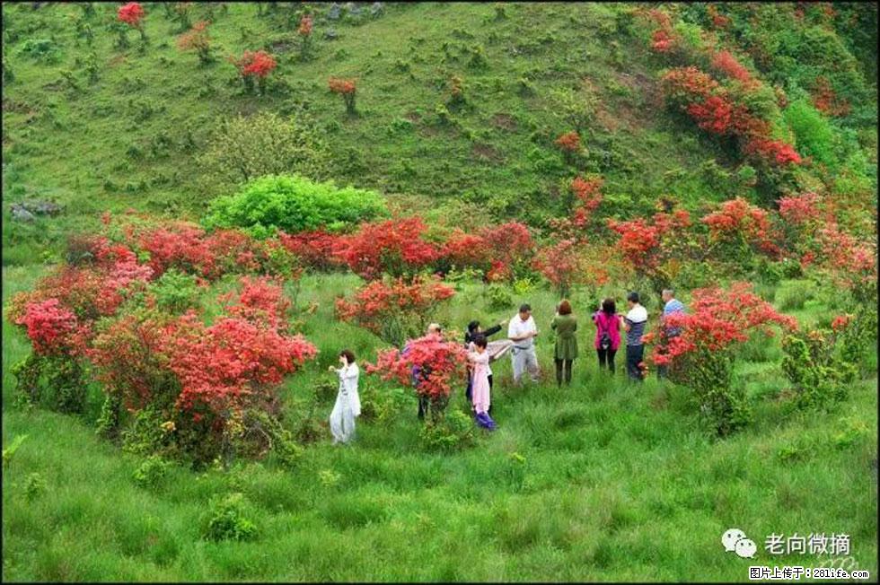 【春天，广西桂林灌阳县向您发出邀请！】宝盖山上映山红 - 游山玩水 - 宿迁生活社区 - 宿迁28生活网 suqian.28life.net