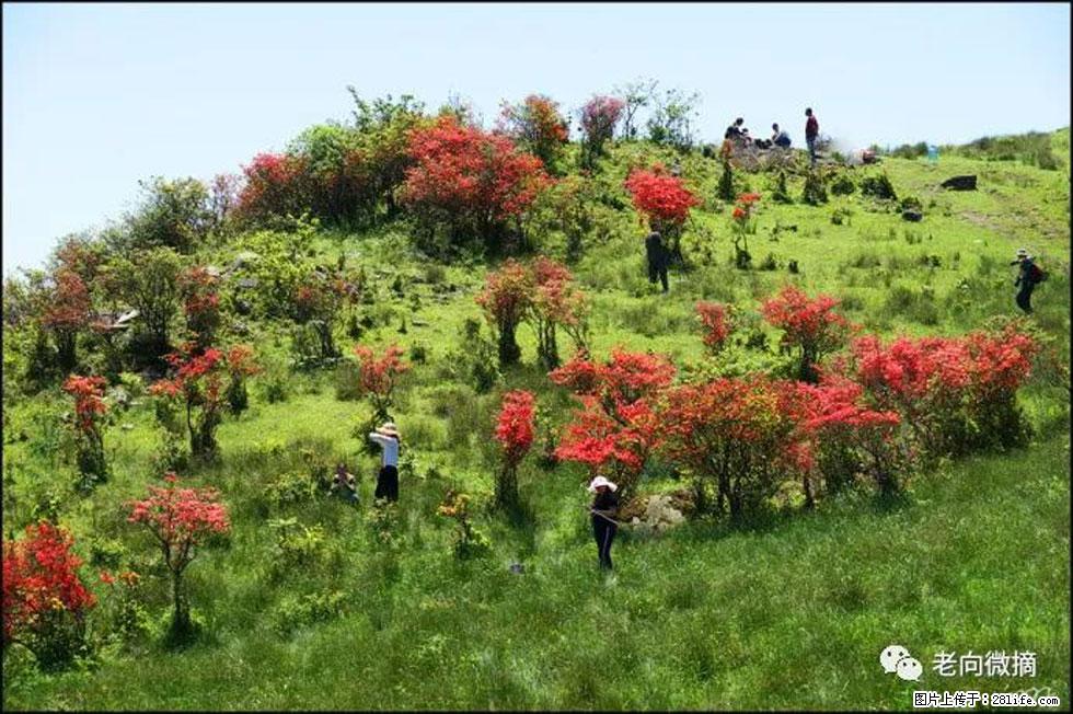 【春天，广西桂林灌阳县向您发出邀请！】宝盖山上映山红 - 游山玩水 - 宿迁生活社区 - 宿迁28生活网 suqian.28life.net