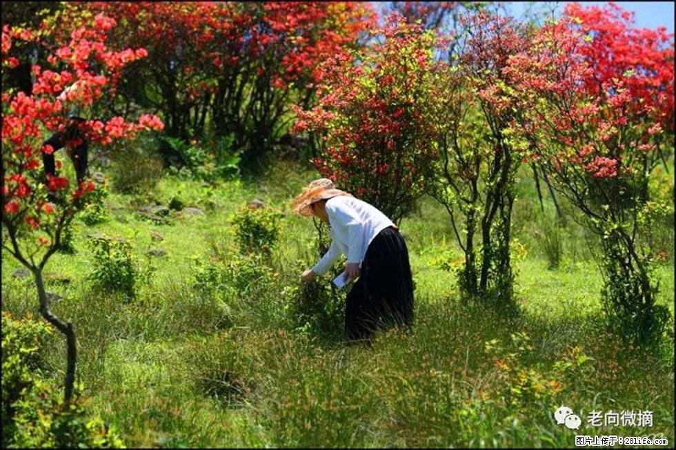 【春天，广西桂林灌阳县向您发出邀请！】宝盖山上映山红 - 游山玩水 - 宿迁生活社区 - 宿迁28生活网 suqian.28life.net