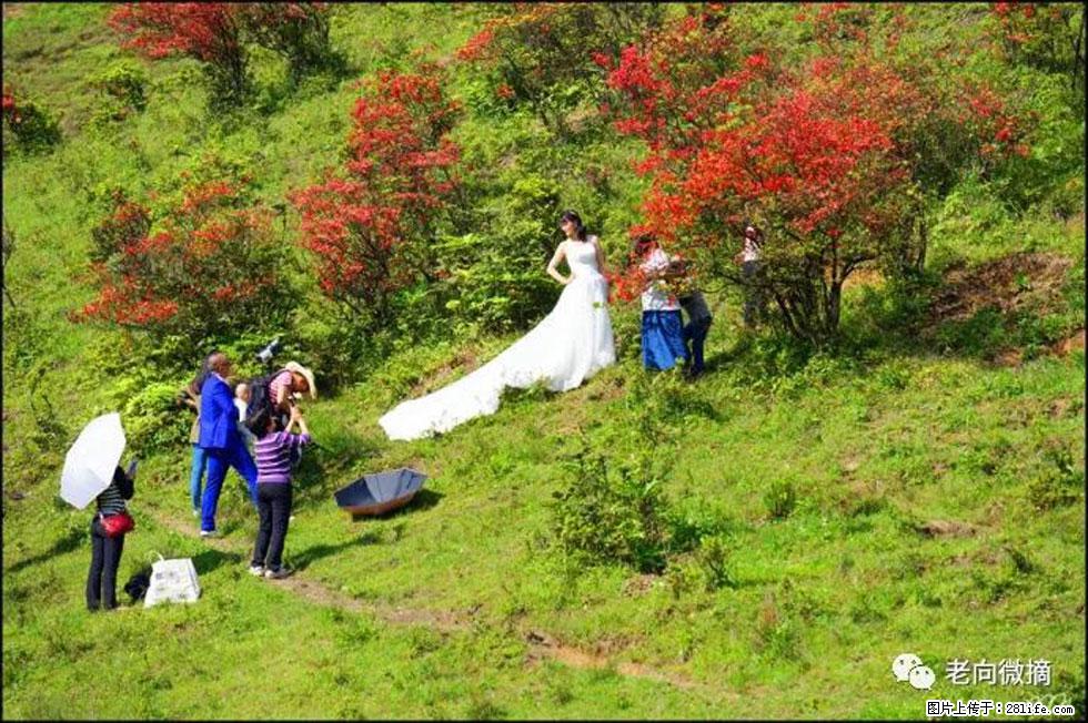 【春天，广西桂林灌阳县向您发出邀请！】宝盖山上映山红 - 游山玩水 - 宿迁生活社区 - 宿迁28生活网 suqian.28life.net