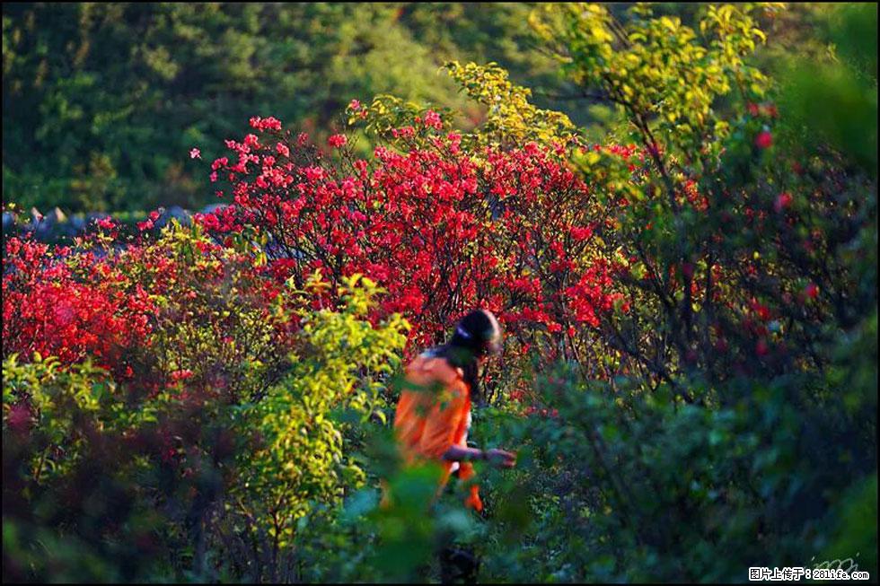 【春天，广西桂林灌阳县向您发出邀请！】春木界上映山红 - 游山玩水 - 宿迁生活社区 - 宿迁28生活网 suqian.28life.net