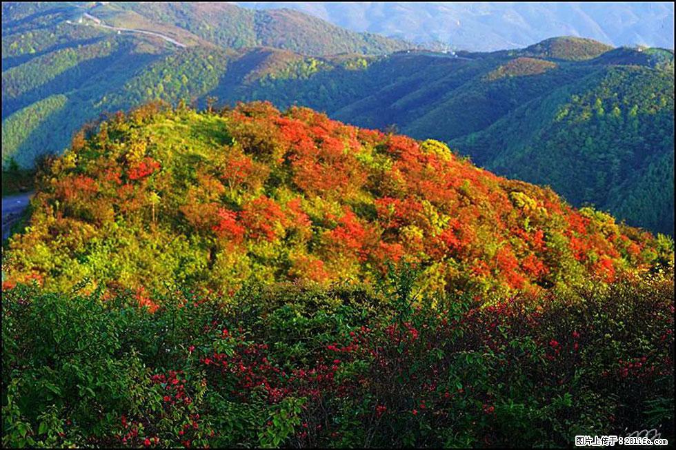 【春天，广西桂林灌阳县向您发出邀请！】春木界上映山红 - 游山玩水 - 宿迁生活社区 - 宿迁28生活网 suqian.28life.net