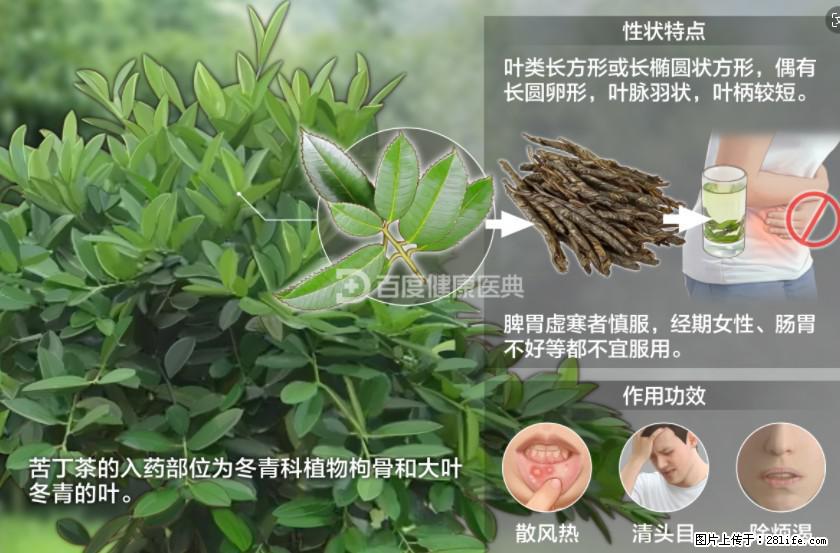 苦丁茶有哪些功效和作用 - 生活百科 - 宿迁生活社区 - 宿迁28生活网 suqian.28life.net