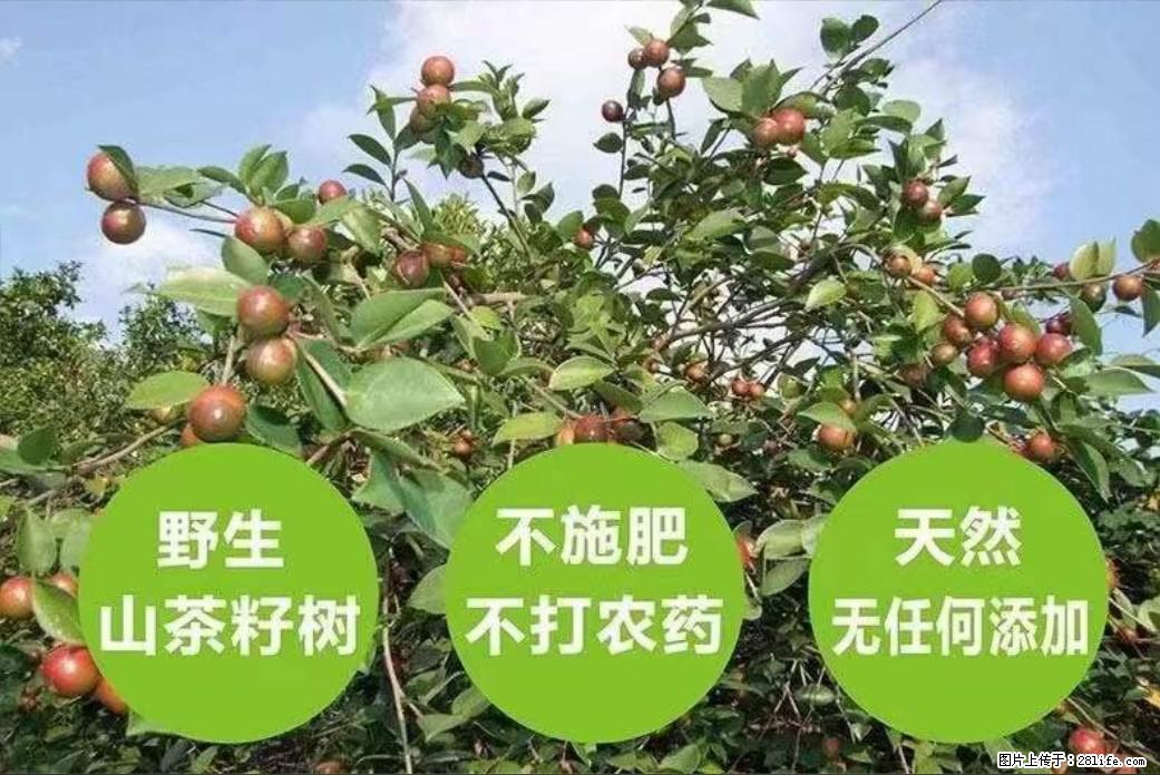 【灌阳县油茶产业示范区】一个有着充实的精神生活的人，对待身外之物自会有一种淡泊的态度 - 美食天地 - 宿迁生活社区 - 宿迁28生活网 suqian.28life.net