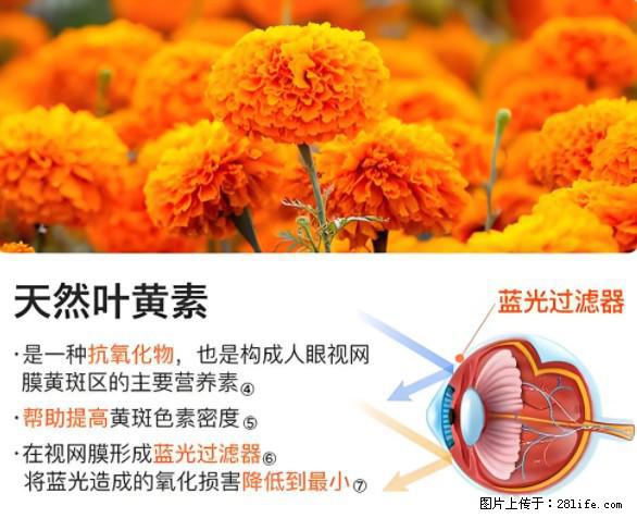叶黄素有什么功效和作用 - 生活百科 - 宿迁生活社区 - 宿迁28生活网 suqian.28life.net