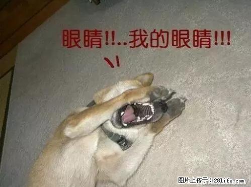 笑癫了！一女的怀孕三年未生，他终于忍不住了... - 娱乐八卦 - 宿迁生活社区 - 宿迁28生活网 suqian.28life.net