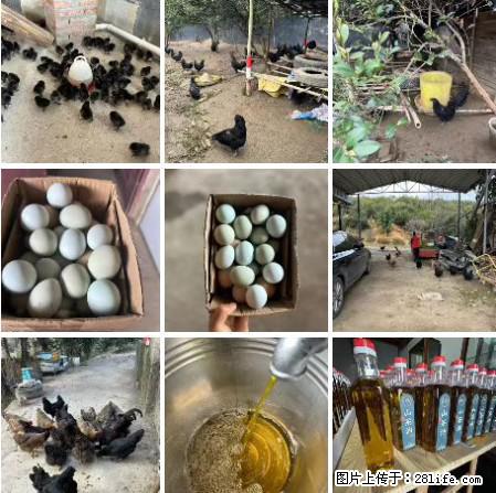 油茶园从小鸡仔开始养起的纯土鸡、土鸡蛋可以预定啦！还有前几天刚榨的纯山茶油哦 - 美食天地 - 宿迁生活社区 - 宿迁28生活网 suqian.28life.net