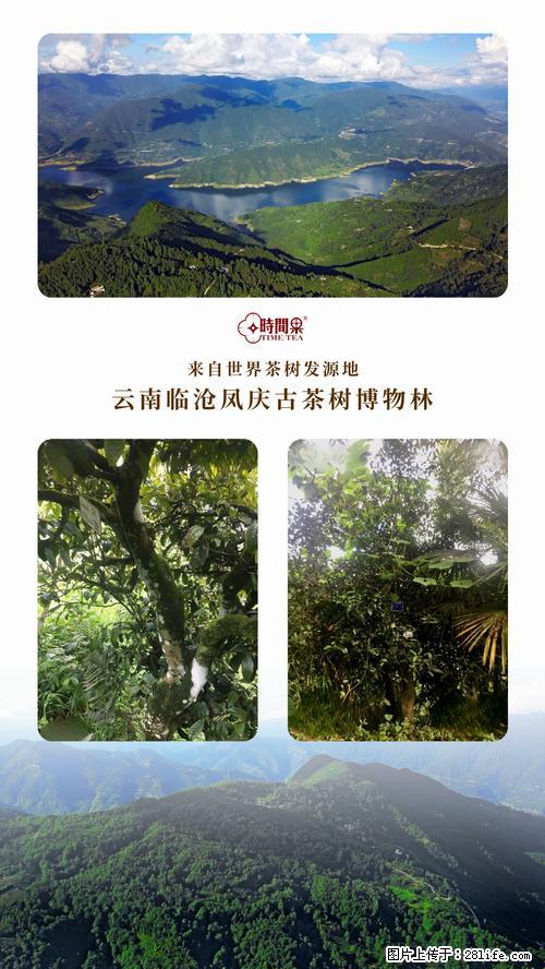 时间果百年古树2025年春红茶 - 购物交流 - 宿迁生活社区 - 宿迁28生活网 suqian.28life.net