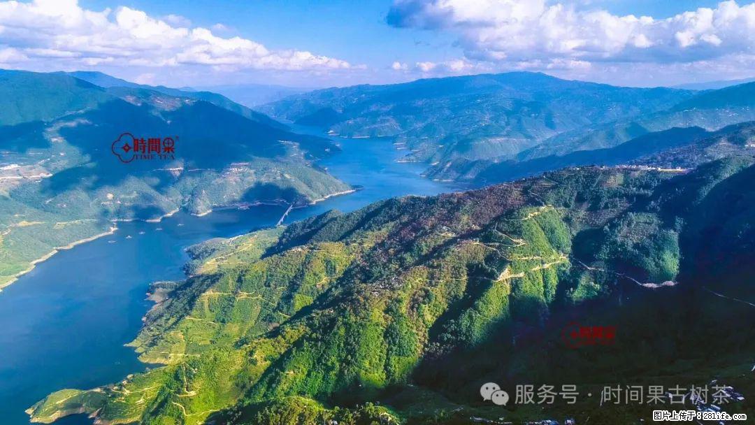 时间果百年古树龙珠普洱生茶 - 购物交流 - 宿迁生活社区 - 宿迁28生活网 suqian.28life.net
