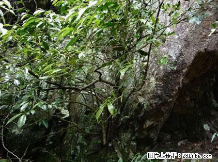 平乐石崖茶，珍贵仅次于金花茶 - 宿迁生活资讯 - 宿迁28生活网 suqian.28life.net
