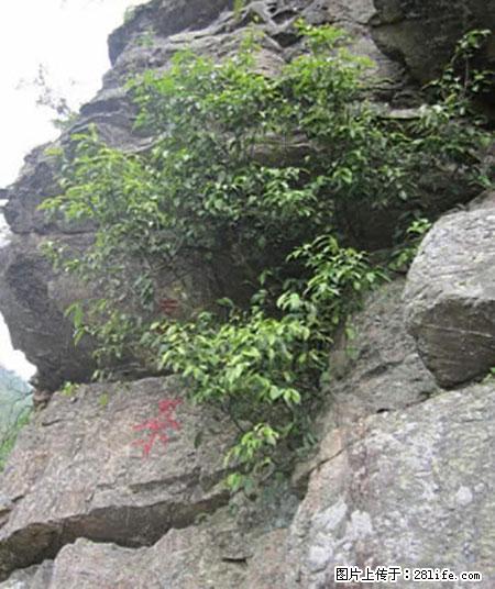 平乐石崖茶，珍贵仅次于金花茶 - 宿迁生活资讯 - 宿迁28生活网 suqian.28life.net