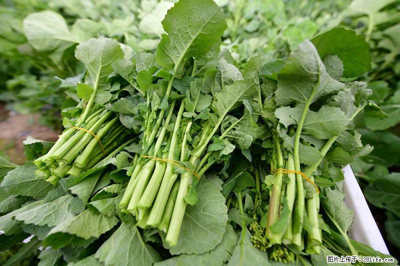 这些蔬菜是“天然钙片”，这6种被医生重点推荐 - 宿迁生活资讯 - 宿迁28生活网 suqian.28life.net